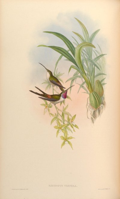 Rhodopis Vesper by John Gould